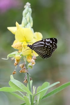 Beautiful black and white butterfly in a yellow crotalaria flower with green background