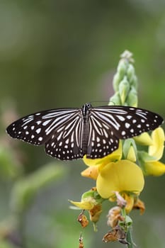 Beautiful black and white butterfly in a yellow crotalaria flower with green background