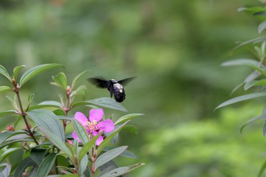 A black bee flying around purple flower with green background