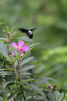 A black bee flying around purple flower with green background