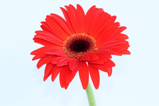 Red daisy flower isolated in white background