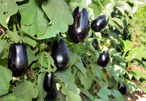 ripe purple aubergines growing on bushes