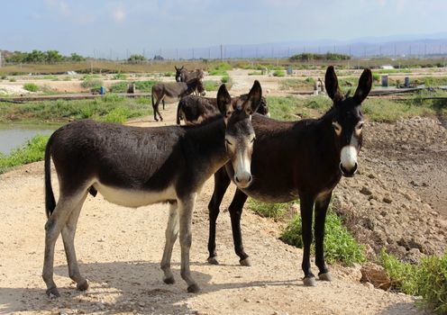 small herd of burros freely living in the nature