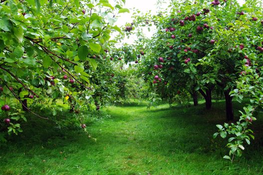 Rows of apple trees with ripe apples
