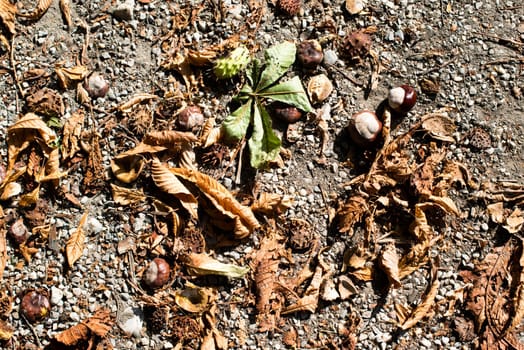 fallen chestnuts with leaves and shells on the ground in autumn