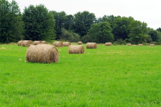 Recently baled hay in the field 
