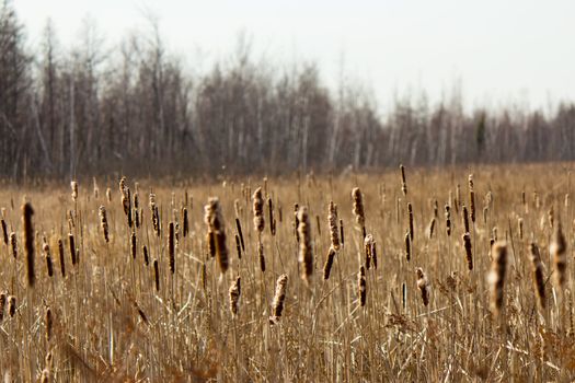 Bulrush plants in a marsh