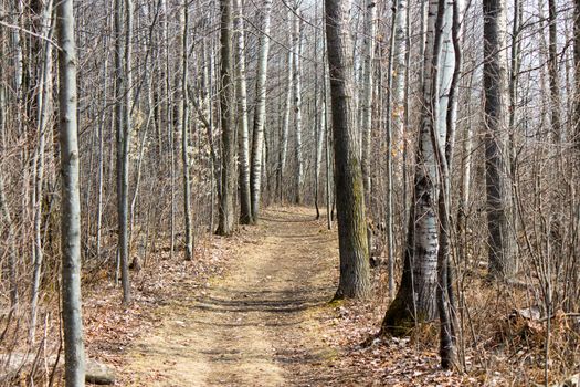 Nature trail in the park