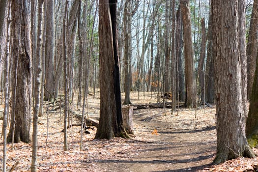 Nature trail in the park