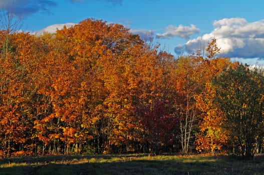 Fall Trees along a tree line