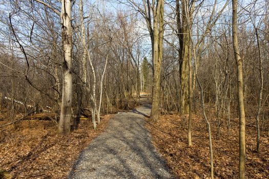Nature trail in the park