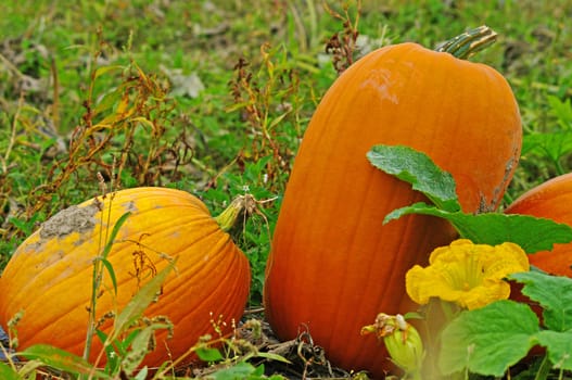 Field Pumpkins with a flower