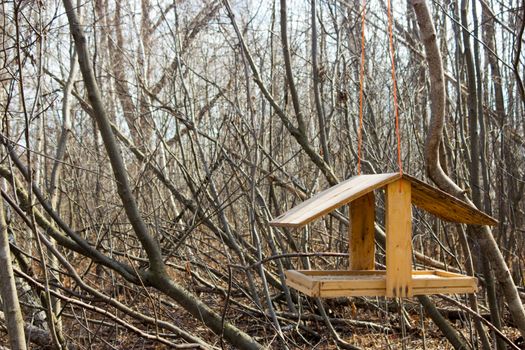 Bird feeder in the forest