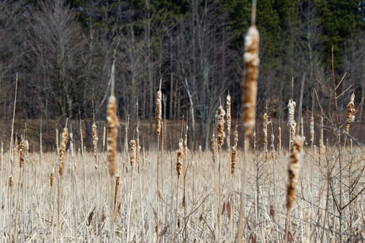 Bulrush plants in a marsh