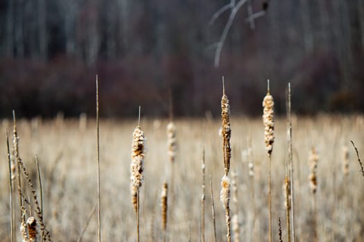 Bulrush plants in a marsh