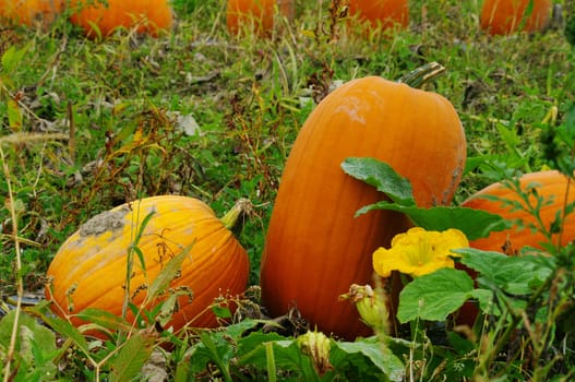 Pumpkins in the Field in rows