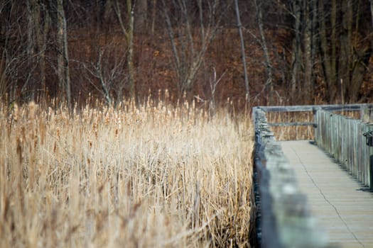 Boardwalk over a marsh