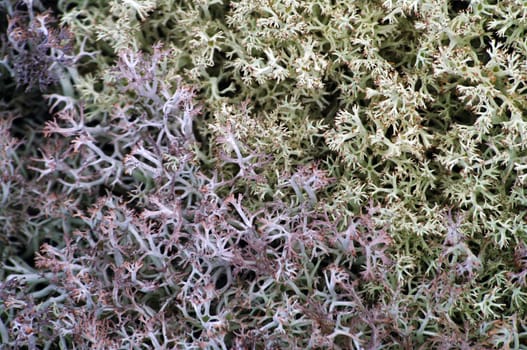 A background images of moss