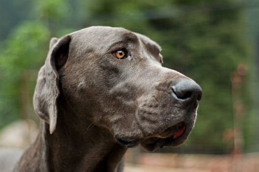 The face of a gray Great Dane.
