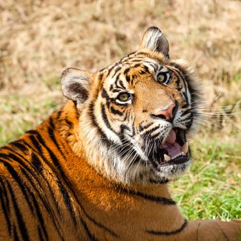 Head Shot of Growling Sumatran Tiger Panthera Tigris Sumatrae