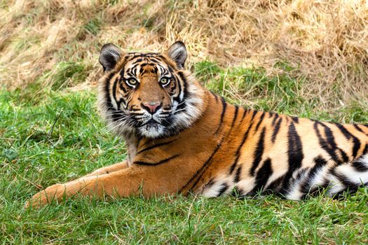 Curious Sumatran Tiger Lying in the Grass Panthera Tigris Sumatrae