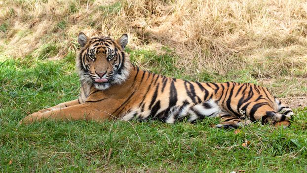 Sumatran Tiger Lying in the Grass Panthera Tigris Sumatrae