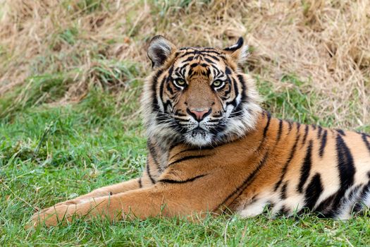 Angry Sumatran Tiger Lying in the Grass Panthera Tigris Sumatrae