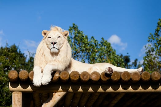 White Lion lying on Wooden Platform in the Sunshine Panthera Leo