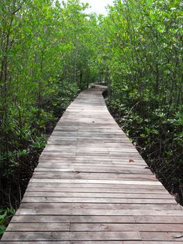 Boardwalk surrounded by mangrove plant in mangrove forest