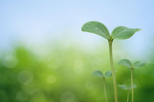 Tree seedling on spring background