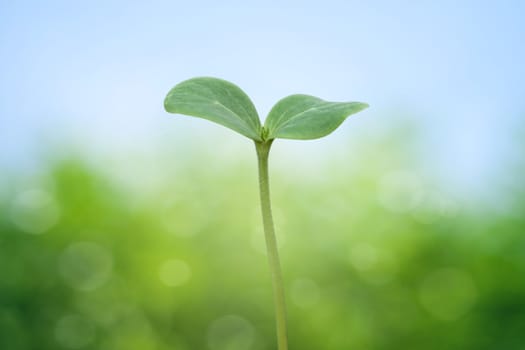 Tree seedling on spring background