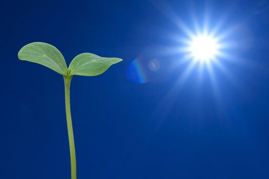 The sun and seedling watermelon