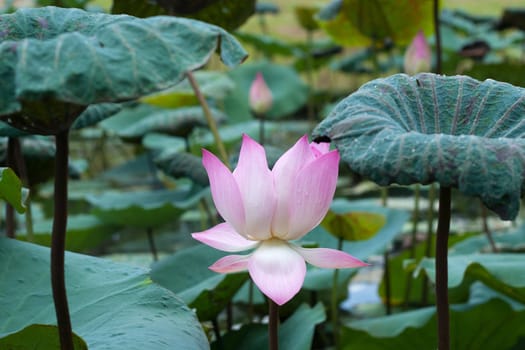 Lotus blossom