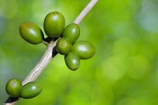 Coffee beans growing