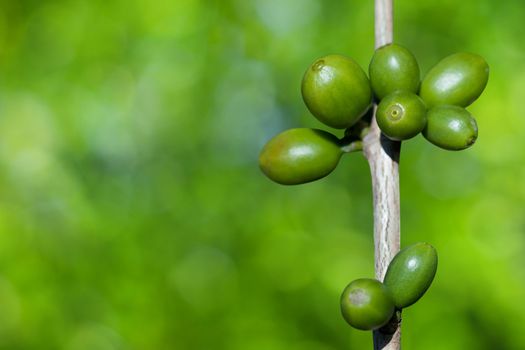 Coffee beans growing