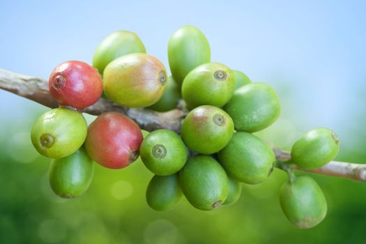 Coffee beans growing