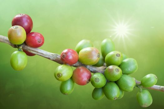 Coffee beans growing