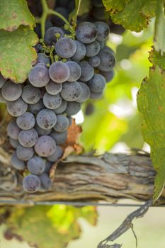 Vineyard with Lush, Ripe Wine Grapes on the Vine Ready for Harvest.