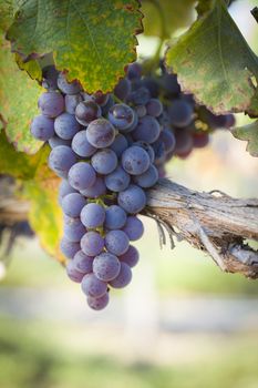 Vineyard with Lush, Ripe Wine Grapes on the Vine Ready for Harvest.