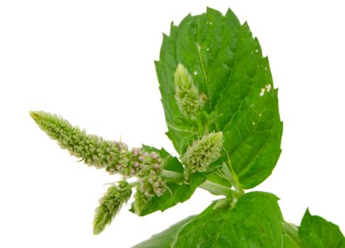 Herb plant mint bloom and leafs isolated on white background. Natural folk medicine.