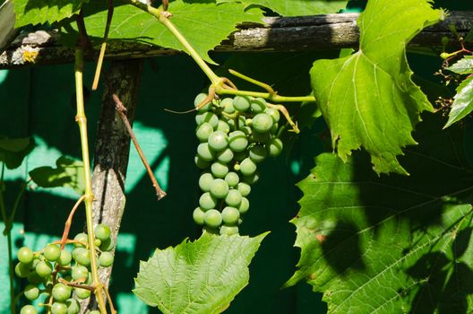 Raw unripe green bunch of grapes in summer sunlight.