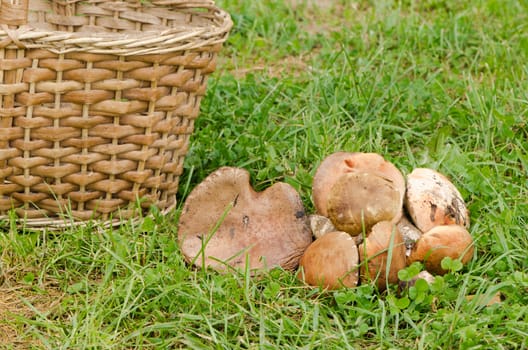 wicker basket and red-capped scaber stalk leccinum aurantiacum mushrooms.