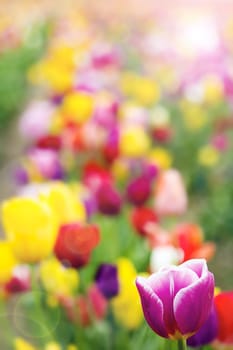 Field of Colorful Tulip Flowers in Spring Season with Defocused Blurred Background