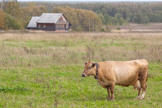 A cow in a meadow in front of house, early autumn