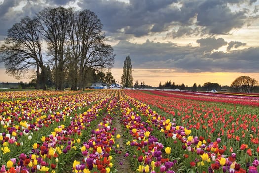 Sunset Over Rows of Colorful Tulip Flowers Farm in Oregon at Spring Season