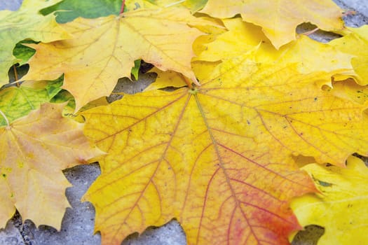 Fallen Large Maple Laves on Backyard Patio in Autumn Season Closeup