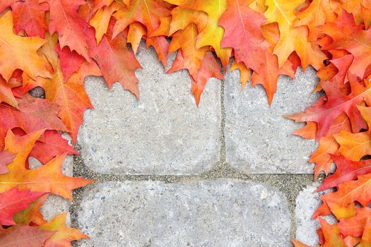 Fall Oak Tree Leaves Frame Over Stone Bricks Paver Patio