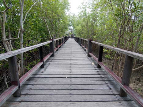 A wooden bridge on mangrove forest