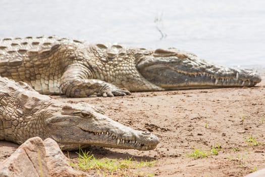 Kenya, Tsavo East National Park. Crocodiles  joining the last sun before the sunset