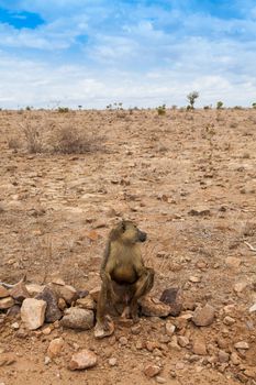 Kenya, Tsavo East National Park. A free baboon in her land
